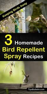 Bird Deterrents For Gardens Keeping Birds Away 3 Homemade Bird Repellent Spray Recipes Bird Repellents Bird Repellent Spray Pigeon Repellent