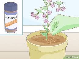 If you suspect mold or fungus, replace the pot liner, the soil, or both. 3 Easy Ways To Get Rid Of Gnats In Houseplants Wikihow