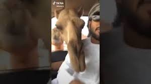 He walked among the tables, pausing at each table, with a little smile offered i was standing at the bar one evening with an acquaintance when the man with the scar came up. Camels Get The Hump When Man Refuses To Share Bread With Them Youtube