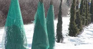 Зимний уход за туями