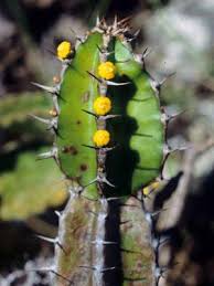 Image result for Euphorbia mlanjeana