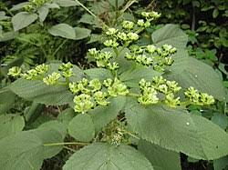 Image result for Laportea alatipes