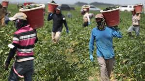 Los trabajadores agrícolas enfrentan su propia crisis de coronavirus -  Noticias Ultimas