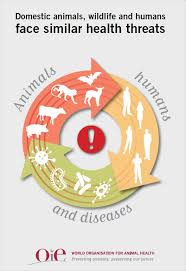 Animal and plant health inspection service. One Health Oie World Organisation For Animal Health
