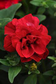 Pin On Garden Of Petunia