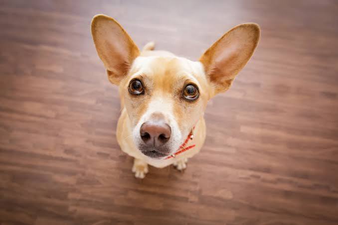 Why Does My Dog Stare at Me? - Newsweek