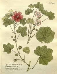 Image result for Malva