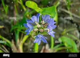 Image result for Monochoria