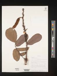 Image result for Millettia makondensis