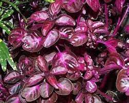 Yellow Bloodleaf Plants Dog Friendly Plants Toxic Plants For Cats