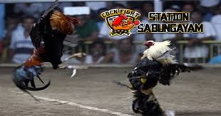Jenis Jenis Taruhan Sabung Ayam S128 Http Www S128sabungayam Info Jenis Jenis Taruhan Sabung Ayam S128 Sabungayam Sabungayams128 Judisabungayam Jenis Ayam