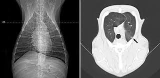 In up to 30% of cases, primary lung tumors are an incidental finding (6. Survey Radiography And Computerized Tomography Imaging Of The Thorax In Female Dogs With Mammary Tumors Acta Veterinaria Scandinavica Full Text