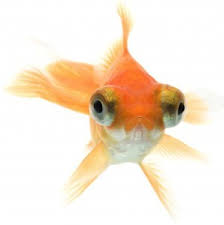 See full list on wikihow.com How To Take Care Of A Goldfish Bowl Basics For Begginers