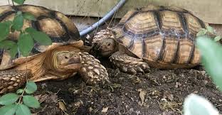 Like other species of this size, these pet tortoises require sizable enclosures. Tortoise Waste Removal Sgt Poopers