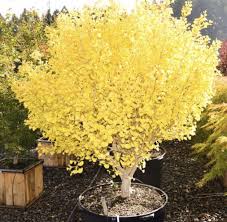 Gingko Biloba Chi Chi Ginkgo Tree Ginkgo Biloba Tree Ginkgo Biloba