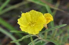 Image result for Ophrypetalum odoratum