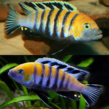 Image result for Cordia afra