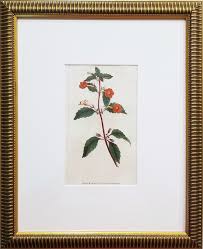 Image result for Priva curtisiae