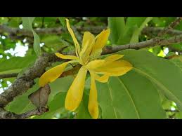 Plant enthusiasts admire its fragrance and medicinal benefits. Beautiful Flowering Plant Swarna Champa Magnolia Champaca Care Care Of Swarna Champa Youtube