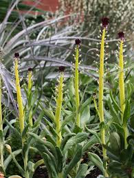 Image result for Congolanthus