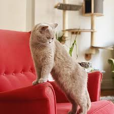 I Really Love My Red Chair Even When Meomy Says Its Not Mine Ikea Catsagram Katzenliebhaber Bsh Kurzhaarschnitt Germany Hess Red Chair Red Chair