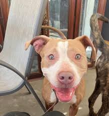 I am not sure what to do or where to turn. I had a family member who was  staying in my house bring up a dog that was being neglected without my