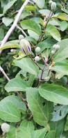 Image result for Grewia microcarpa