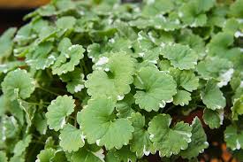 Unfortunately, because grassy weeds are in the same family as turf grass, these types of herbicides can also harm your lawn. Common Lawn And Garden Weeds In Toronto Greenbloom