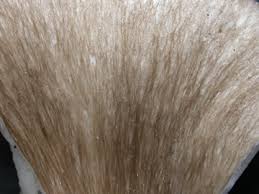 Image result for Cola discoglypremnophylla