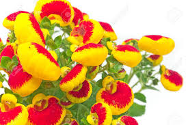 Image result for Calceolariaceae