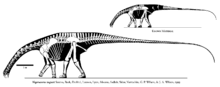 Dinosaur with 500 teeth 29.12.2015 kello 23.32. Nigersaurus Wikipedia