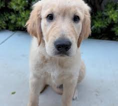 We love these cute little puppies! Little golden butterballs of love. 💛  The little paws, the little teefs, the puppy breath!! What's your favorite  puppy feature? ✨ Our puppy friends are: @siathefloof @