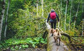 National parks, for example, do not allow even a leashed dog to share the trail. 10 Best Dogs For Hiking Finding A Companion To Climb Every Mountain