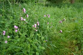 Image result for Silene
