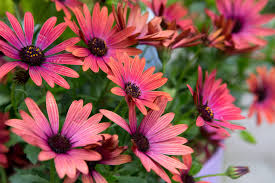 Image result for foto Osteospermum