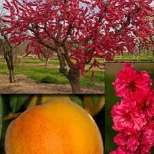 Fruit Trees In Lahore Archives Buy Plants Online Pakistan Online Nursery