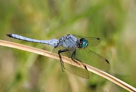 Image result for Erythrococca polyandra