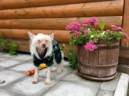 gostinica dlya sobak hotel mcdog ru sobaki melki oteli