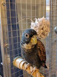 Exploring Anti-Fan Archives - Challenging conventional narratives