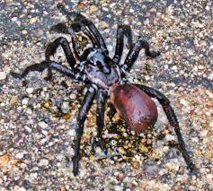 While almost all spiders are venomous (not poisonous), there are only two types of medically significant spiders in texas: A Male Trapdoor Spider From Austin Texas Bugs In The News