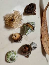 Image result for Crotalaria onobrychis