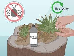 Cor lapis is a specialty material in genshin impact. 3 Ways To Care For A Bromeliad Wikihow