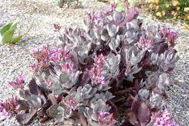 Kalanchoe Pumila Plants Cacti And Succulents Container Plants