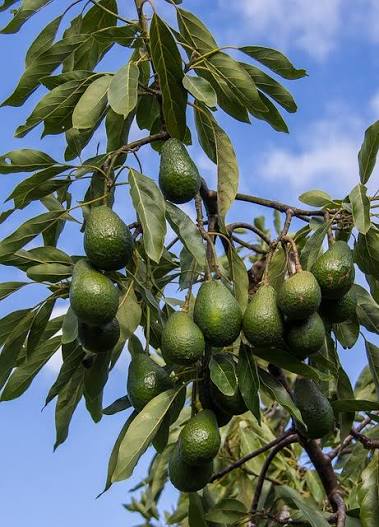 Más de 40 000 imágenes gratis de Arbol De Aguacate y Aguacates - Pixabay