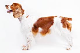 English springer spaniel puppy for sale near loveland, colorado, usa. Welsh Springer Spaniel Dog Breed Information