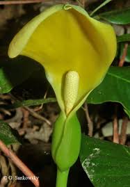 Image result for Remusatia