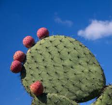 Protected from winter winds by a garage and fence. Experts Call Prickly Pear Cactus A Miracle Crop For Dry Regions The Japan Times
