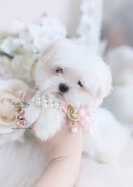 See more ideas about teacup maltese, maltese puppy, teacup puppies maltese. Teacup And Toy Maltese Puppies Teacup Puppies Boutique