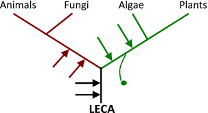 Check spelling or type a new query. The Chlamydomonas Cell Cycle Cross 2015 The Plant Journal Wiley Online Library