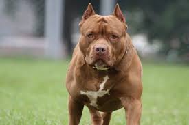 It's time to set the record straight so people will know the truth about this impressive breed, and not just what the movies tell them. 12 Pit Bull Facts That Are Totally False The Truth About Pit Bulls